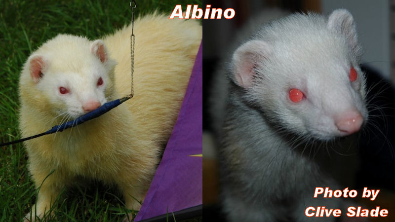 Albino Ferret Picture