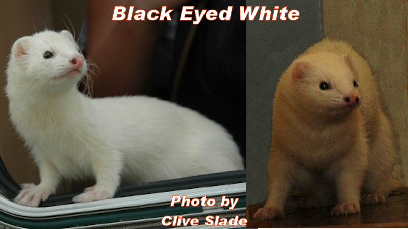 Dark Eyed White Ferret Picture