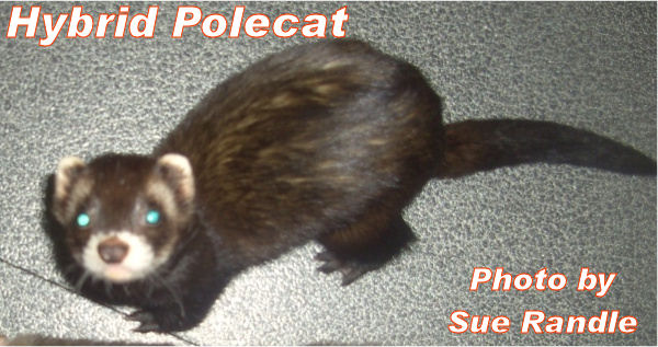 Neutered hibrid Ferret Picture