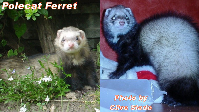 polecat Ferret Picture