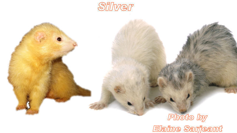 Silver Ferret Picture