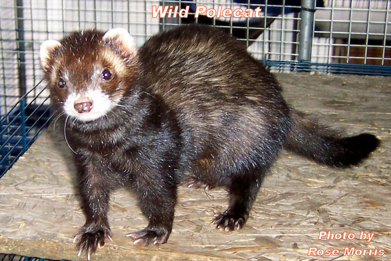 Wild Polecat Picture