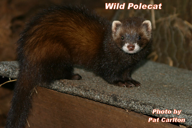 Wild Polecat Picture