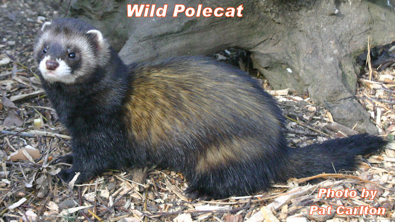 Wild Polecat Picture